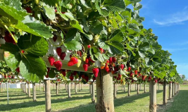 Strawberries & Cream Gin