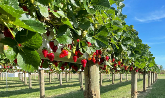 Strawberries & Cream Gin